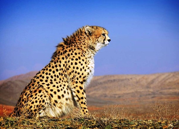 Irans effort to save the Asiatic cheetah from extinction-Sadly, 2014 was a year when numerous animal species died out but there were also several admirable conservationist efforts to protect some of the critically endangered species. Iran, for example, was rushing to save the Asiatic cheetah, a cousin of the more famous African cat, once ranging from the Red Sea to India. Recent studies suggest that these days, there are only a few hundreds of them remaining in the wild.