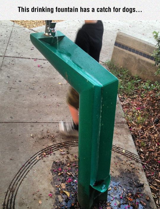 weird drinking fountain - This drinking fountain has a catch for dogs...