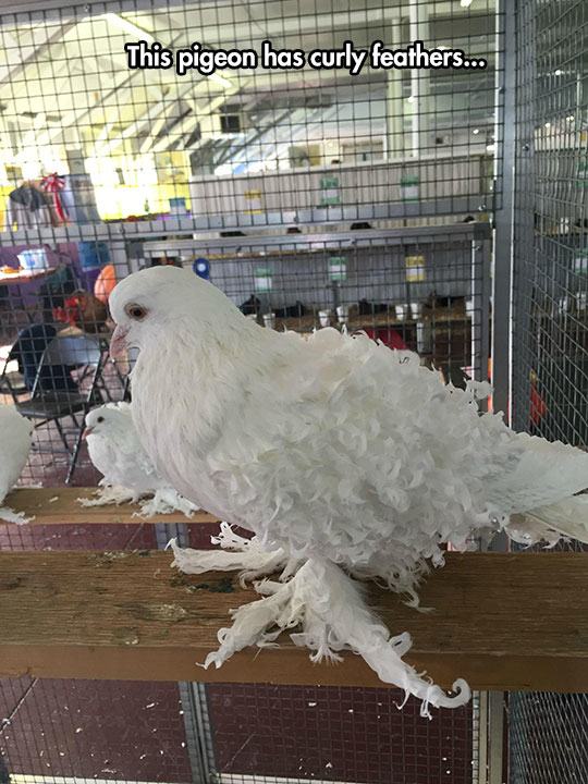 frillback pigeon - This pigeon has curly feathers...