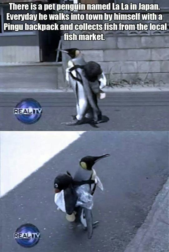 penguin buy fish - There is a pet penguin named La La in Japan. Everyday he walks into town by himself with a Pingu backpack and collects fish from the local fish market. Real Tv Real Tv