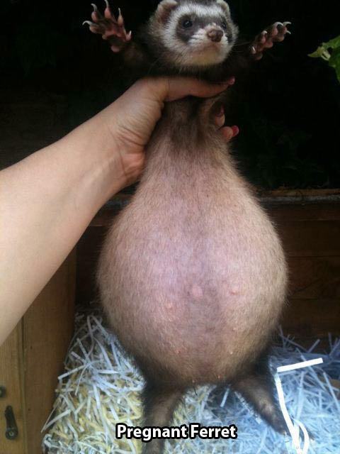 pregnant ferret - Pregnant Ferret