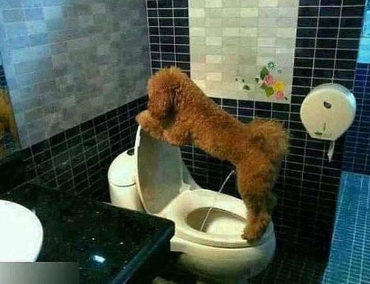 dog peeing in toilet