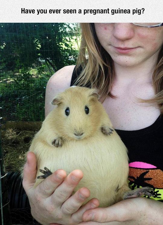 pregnant big guinea pig - Have you ever seen a pregnant guinea pig?