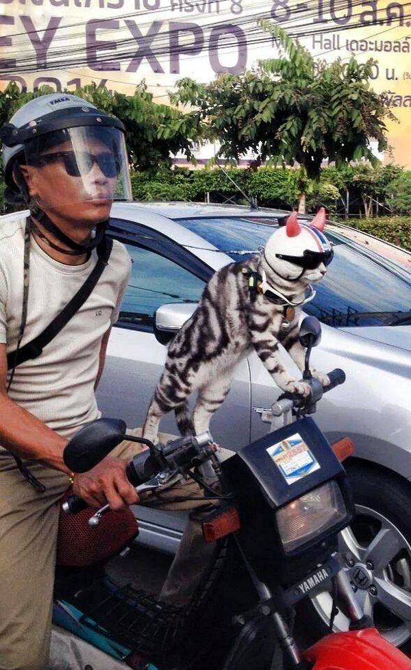 cat riding motorcycle