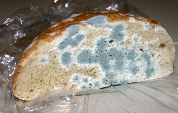 Moldy Bread Was Supposed to Be an Effective Painkiller-In ancient China and Greece, moldy bread was pressed against wounds to prevent infection. In Egypt also, crusts of moldy wheat bread were applied to pustular scalp infections and medicinal earth was dispensed for its curative properties. These tactics were believed to honor the spirits or the gods responsible for illness and suffering who in good faith were supposed to leave the patient alone. Score!