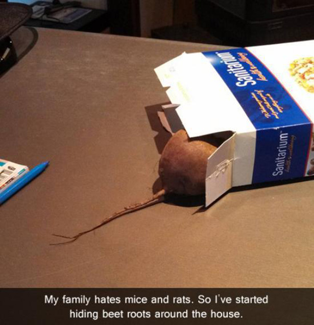 mice pranks - kulterad Sanitarium My family hates mice and rats. So I've started hiding beet roots around the house.