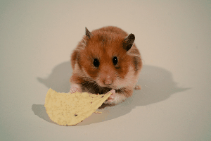 21 Animals That Already Gave up Their New Years Resolutions