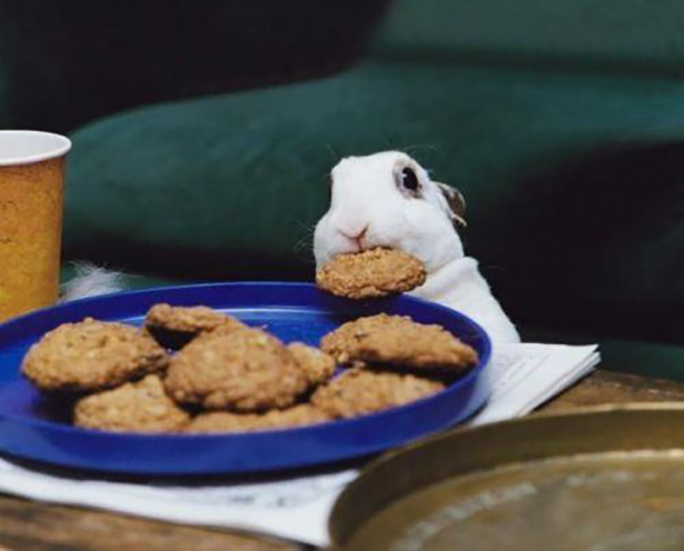 21 Animals That Already Gave up Their New Years Resolutions