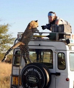 uganda safari leopard