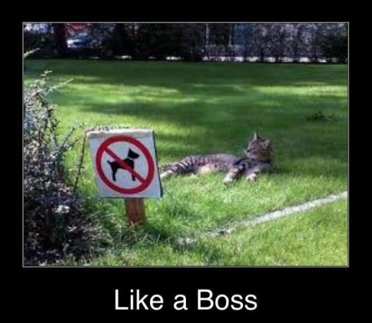 animals like a boss - a Boss