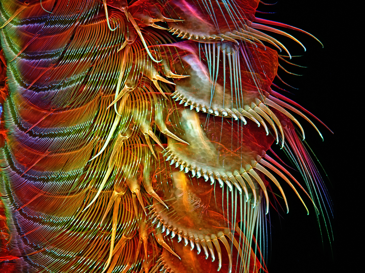 Ashburn, Virginia, USA. Appendages of a common brine shrimp