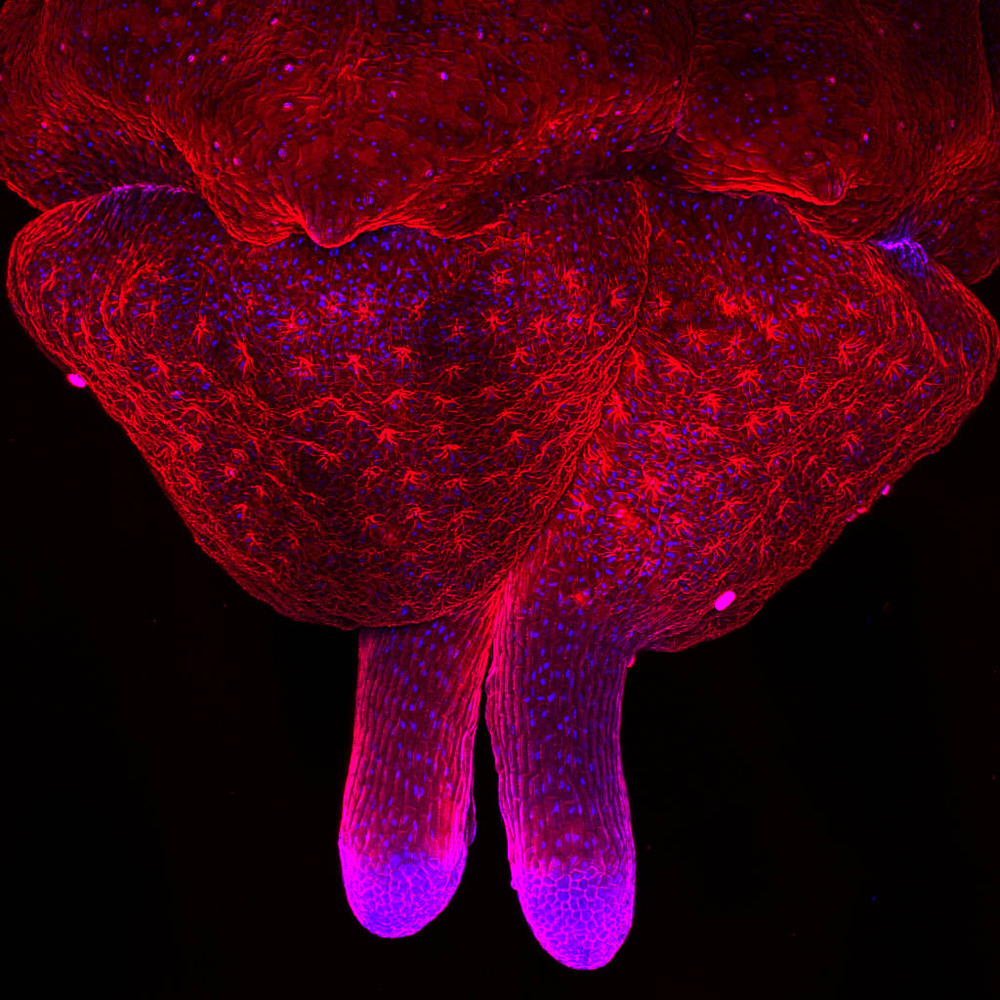 Catalonia, Spain. Parsley Petroselinum crispum ovary fixed and stained to show lectins red and nuclei blue