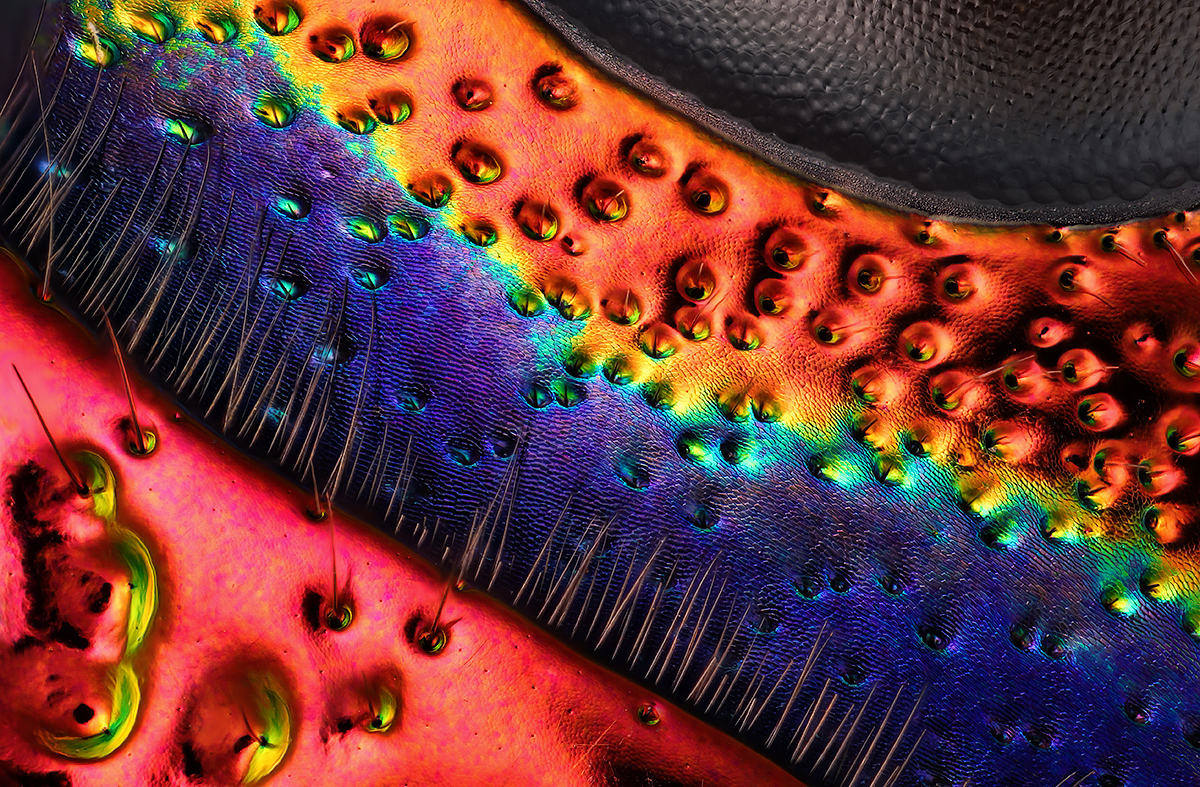 Issaquah, Washington, USA. Chrysochroa buqueti jewel beetle carapace, near eye