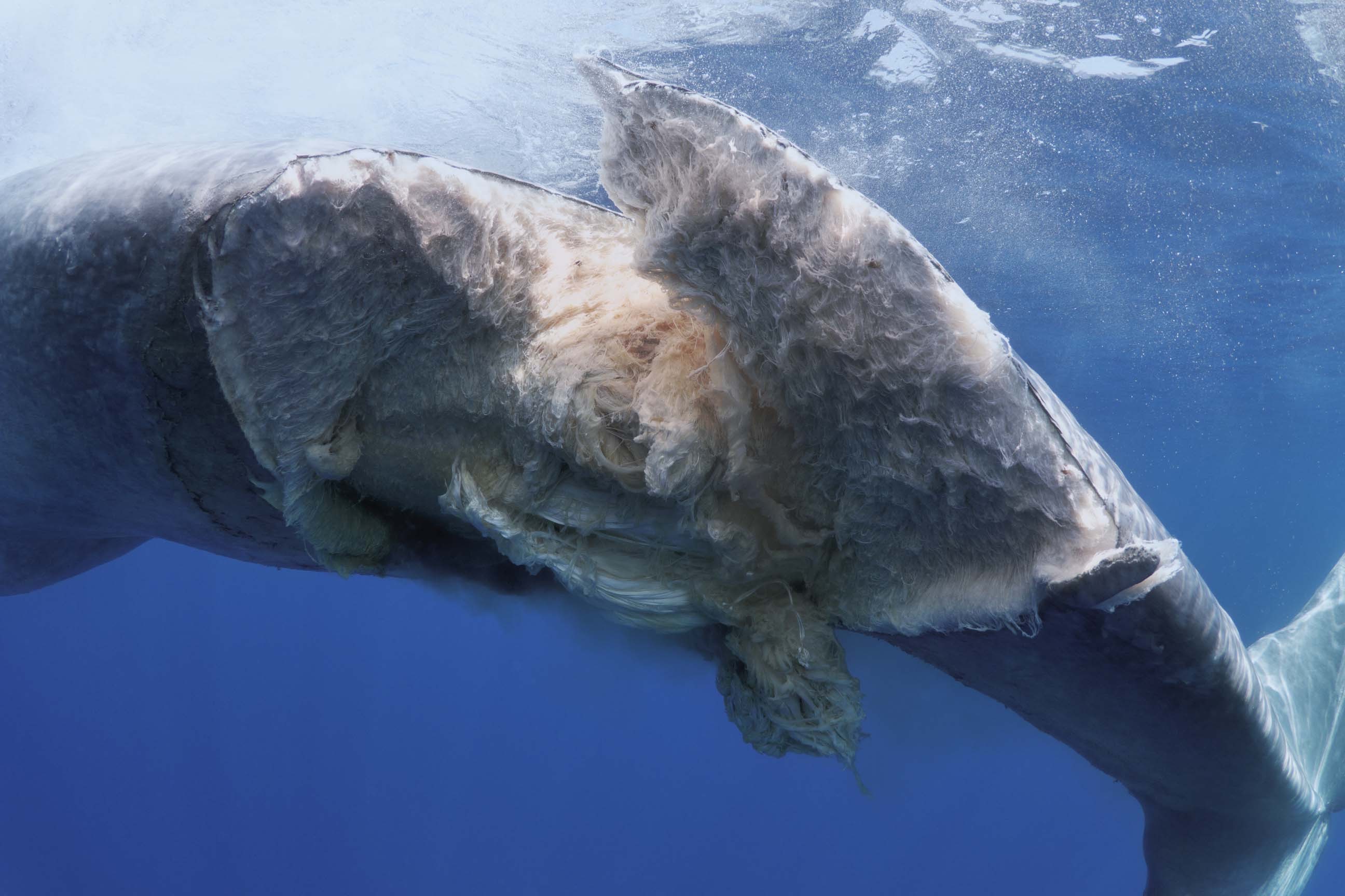 A blue whale that took a direct hit from a ship