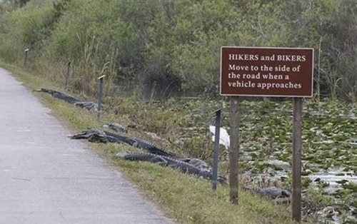 nope funny alligator meme - Hikers and Bikers Move to the side of the road when a vehicle approaches