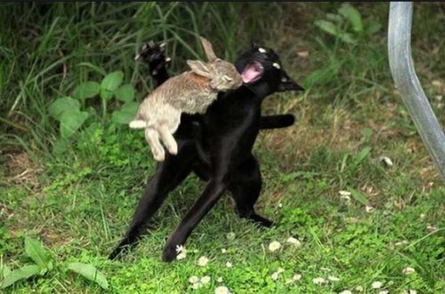 nope rabbit attacks cat