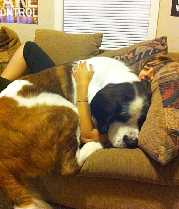 29 Huge Dogs Who Think They Are Still Puppies!
