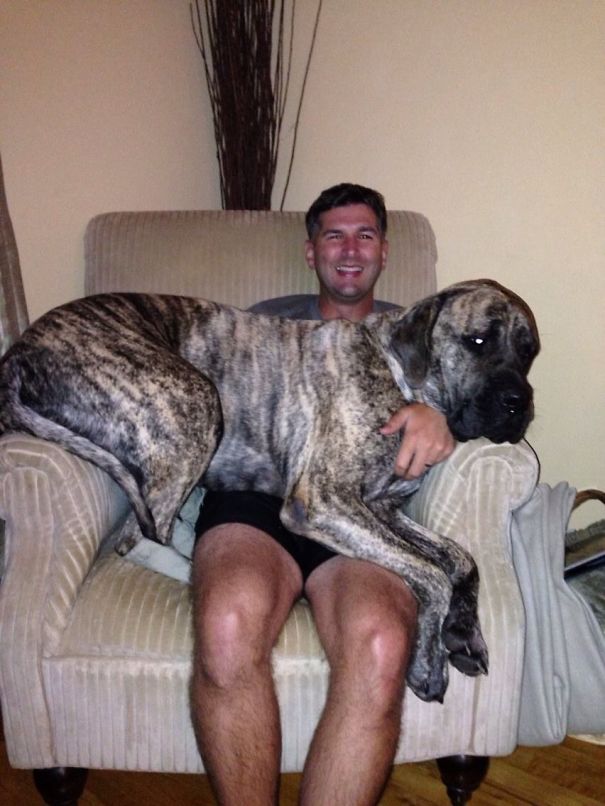 29 Huge Dogs Who Think They Are Still Puppies!