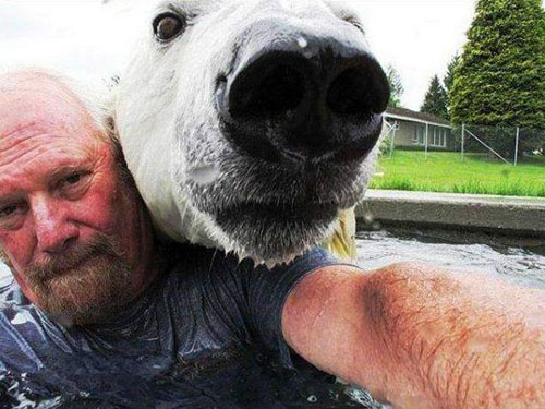 selfie polar bear selfie