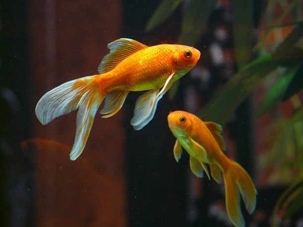 Goldie the fish has a memory of 5 seconds-Your home goldfish has a better memory than you think. A goldfish’s memory doesn’t last just a few seconds; rather, it’s upward of a few months