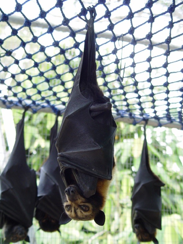 Bats can't see-Bats aren’t blind. Most smaller bat species do primarily use echolocation (sound waves) to find their way around, but all bats have working eyes. Larger bats even rely on their night vision as opposed to echolocation.