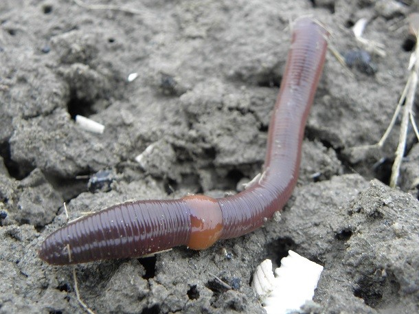 An earthworm cut in half will grow into two worms-Earthworms don’t grow into two worms when cut in half. Only the front part (with the mouth) will continue feeding and live on