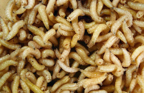 57 maggots-A 92 year-old woman was found with not one, not two, but 57 maggots inside her ear! Medics treating her believe that a fly crawled into her ear and laid eggs which hatched into something straight out of a nightmare. And what’s worse, the maggots had apparently been inside her ear for two to three days before they were found!
