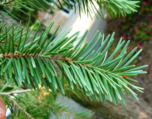 Fir tree in lung-When 28-year-old Artyom Sidorkin from Russia complained of an extreme pain in his chest, doctors feared it was a tumor. But when they operated on him, they found a 5 cm (2 inches) long fir tree growing in his lung. It’s believed that Sidorkin inhaled a fir seed while training in the woods with the army.
