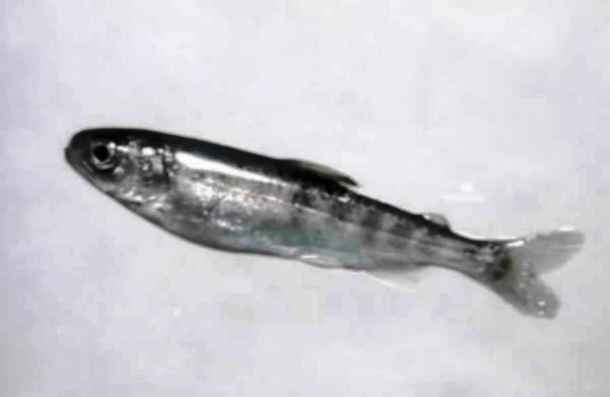 Fish in a bladder-A little, 2 cm (0.8 inch) long fish got into an Indian boy’s penis when he was cleaning his fish tank. According to Professors Vezhaventhan and Jeyaraman, who treated the boy (and later wrote a paper on it), after it entered his urethra, it made it all the way up to the bladder where it had to be surgically removed. Um…ouch?