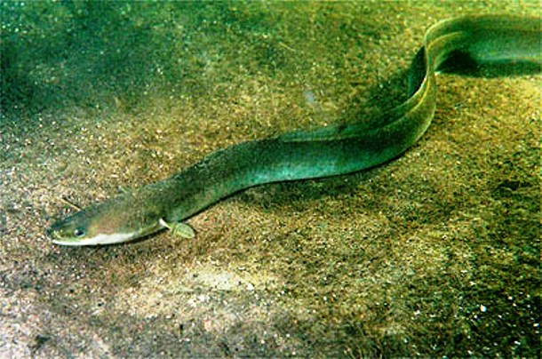 Eel in intestine-Having eels mistakenly travel into your body is one thing, but purposely putting one inside you, is another story. After viewing a pornographic movie, a Chinese man put a live, 50 cm (20 inches) long eel right into his anus. Trying desperately to escape, the poor creature chewed through the man´s colon, perforated his large intestine, and became stuck in his body cavity. Doctors managed to remove the eel but the man ended up suffering from severe internal bleeding