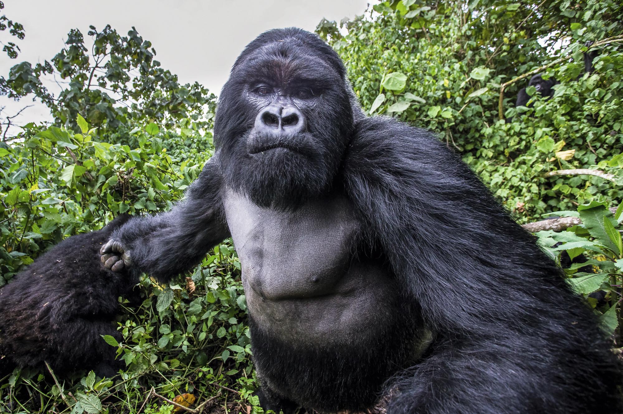 Picture of a Mountain Gorilla right before he punched the photographer