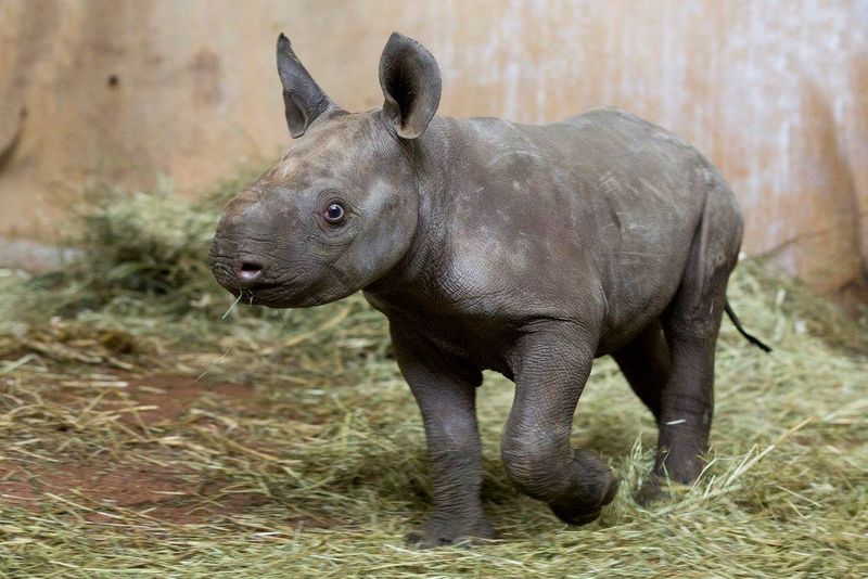 Zoo Zurich has eagerly waited 18 years to be able to announce the birth of a new East African Black Rhino. Finally, on December 28th, they welcomed a healthy, feisty rhino girl, named Olmoti!