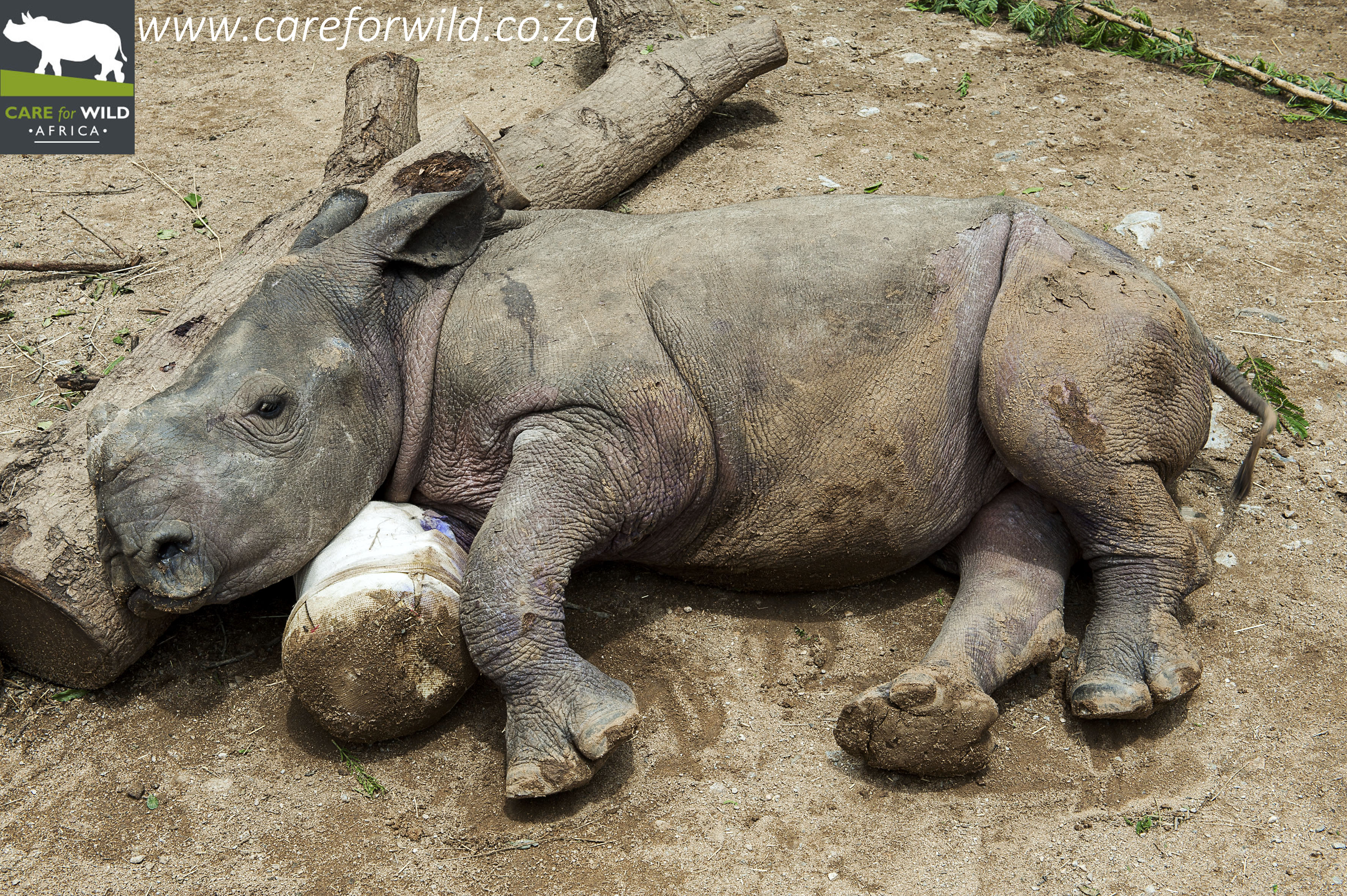 She was just 12 weeks old when her mother was poached. She was covered in ticks, and had a badly injured leg! She’s doing much better now!