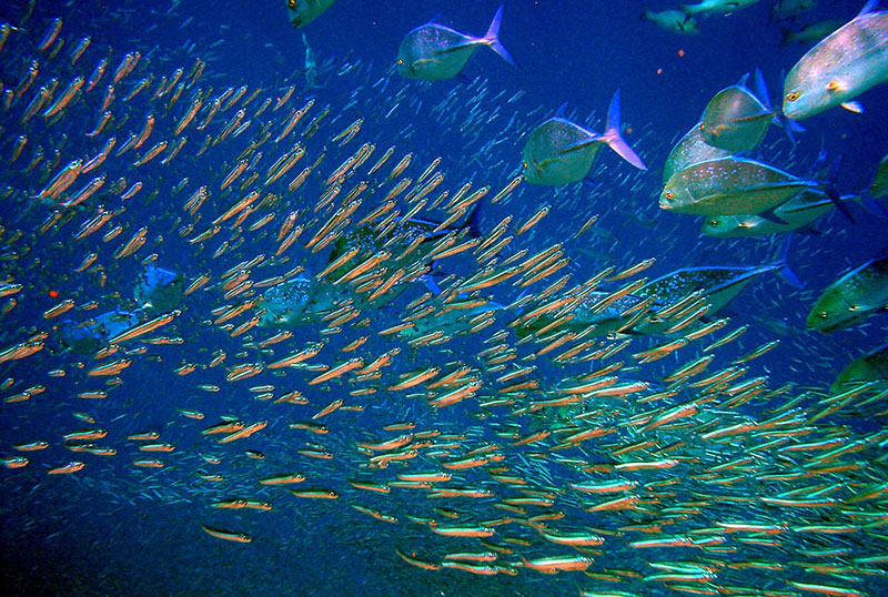 27 Incredibly Captivating Images of Scools of Fish!