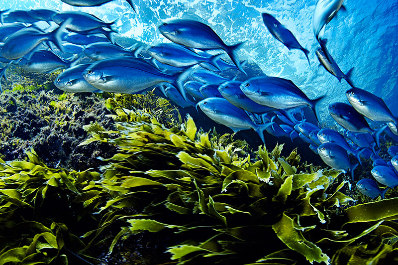 27 Incredibly Captivating Images of Scools of Fish!