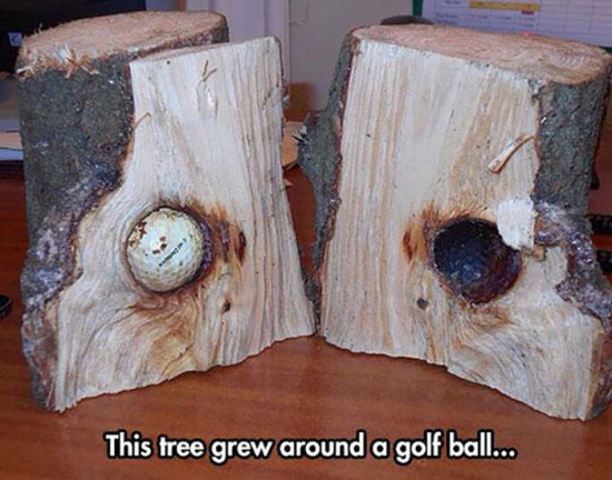 tree grew around gun - This tree grew around a golf ball...