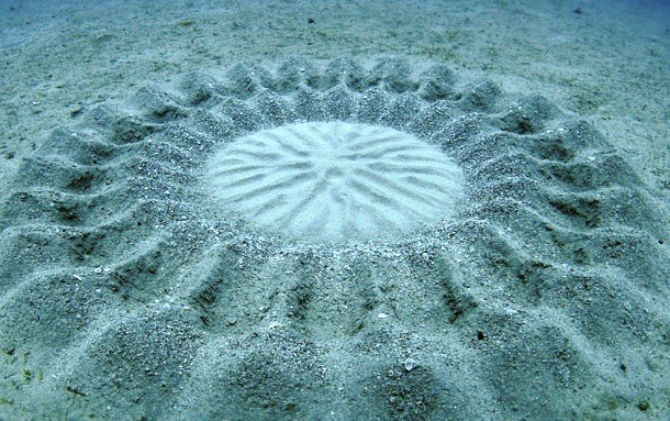 First discovered in 1995 off the coast of southern Japan, the underwater crop circles had been a mystery for a long time. It wasn’t until 2011 when scientists finally realized that these, up to 7-foot-diameter elaborately patterned circles were created by a little puffer fish.