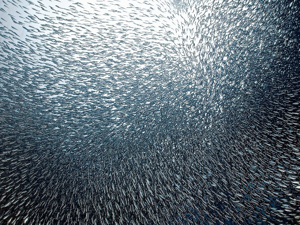 We have already mentioned two examples of unusually massive and impressive migrations but as for the number of “participants”, neither of them can compare to the sardine run. Almost every year, from May through July billions (that’s right, BILLIONS) of sardines migrate northward along the east coast of South Africa, causing a real feeding frenzy for numerous predators. Despite the enormous scale of the migration, scientists don’t know much about this phenomenon. What we do know is that in the last 23 years, the sardines have failed to make the run three times.