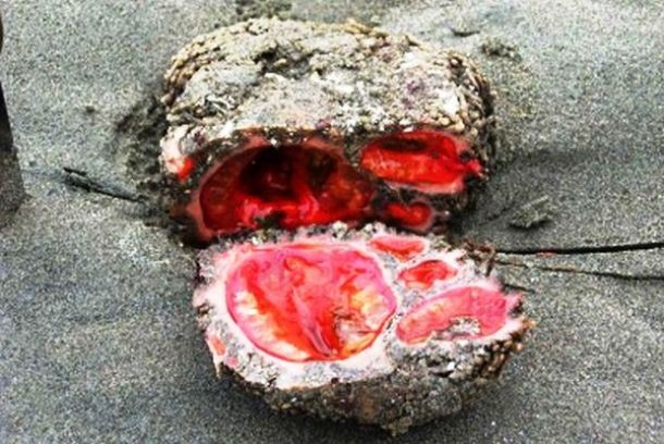 Scientifically known as Pyura chilensis, the living rock is a tunicate, a marine invertebrate animal, found in dense aggregations on the coast of Chile and Peru. What resembles a mass of internal organs inside a rock is actually an immobile creature feeding on microorganisms that it filters out of the seawater. For no obvious reasons, the living rocks contain about 10 million times more vanadium (an extremely rare chemical element) in their bodies than is found in the water.