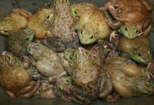 There have been numerous bizarre cases of animals falling from the sky. In the summer of 2000 in Ethiopia, millions of fish suddenly fell from the sky. In June 2009, Japan, it rained frogs and in Argentina in 2007, people had to protect themselves from a shower of snakes. Most of these “animal rains” are attributed to tornadoes and other types of severe storms capable of lifting and carrying bodies of water.