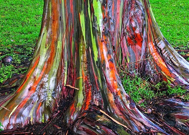 Scientifically known as Eucalyptus deglupta, the rainbow eucalyptus is a 6 foot (1.8 m) wide and over 200 foot (61 m) tall tree. The tree is characterized by its unique multi-hued bark.