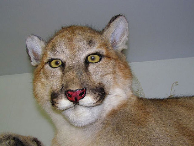 Best Examples Of The Worst Taxidermy!