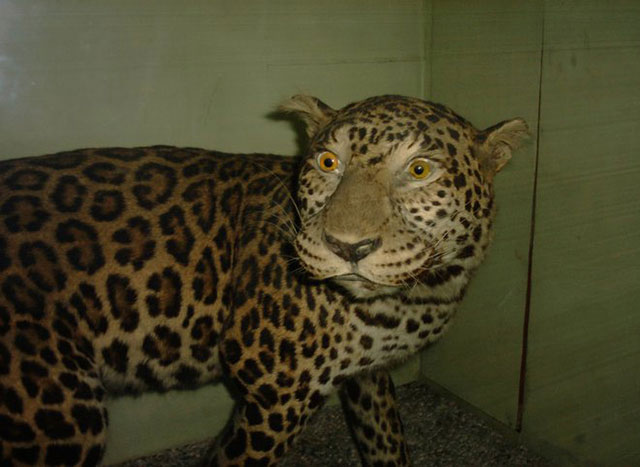 Best Examples Of The Worst Taxidermy!