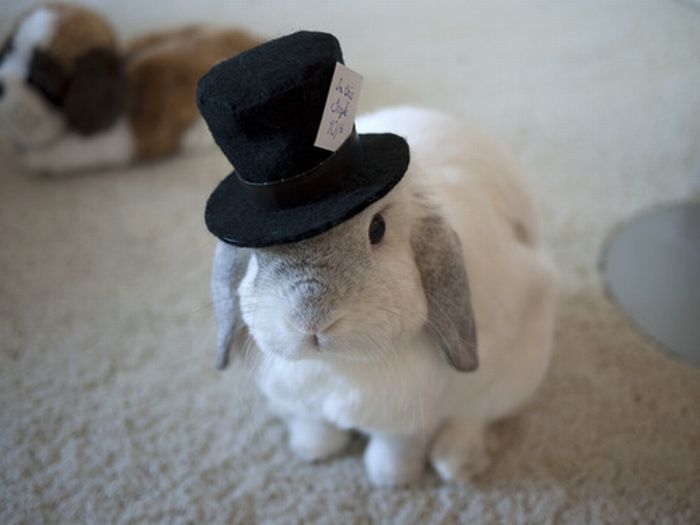 23 Adorable Animals Wearing Hats...