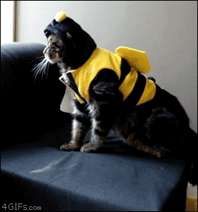 cat in bee costume gif - 4GIFs.com