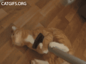 cat floor mop gif - Catgifs.Org Les