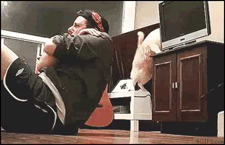 cat being jerks gif - 4GIFs.com