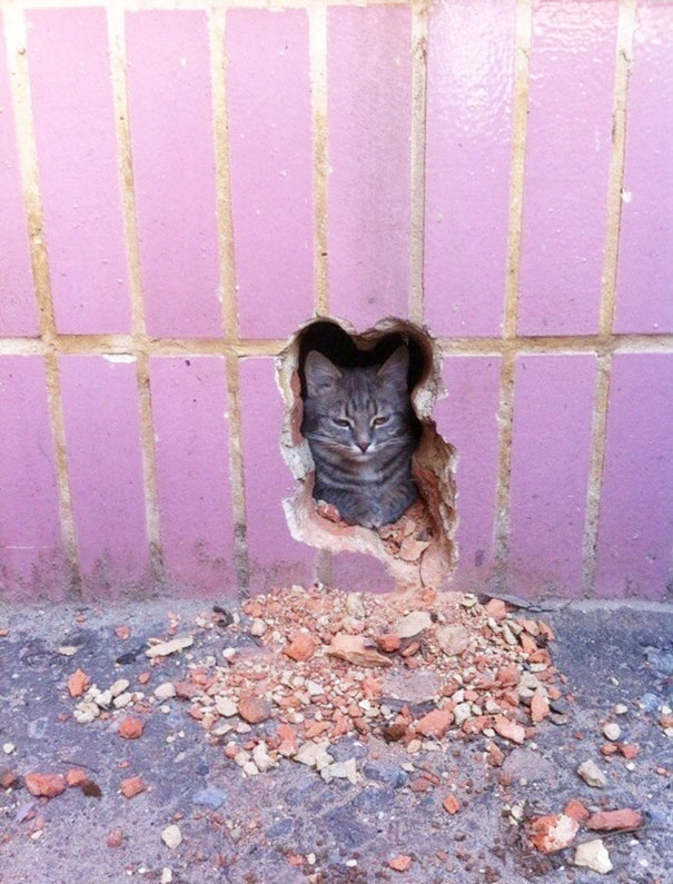 cat in a wall