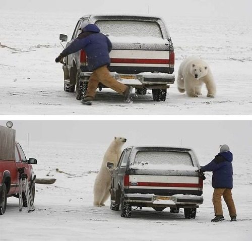 polar bear chasing a man around a car