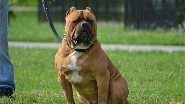 most dangerous dog breeds for families